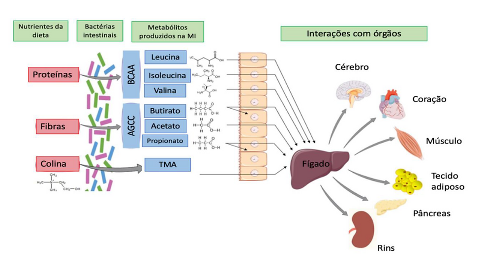 esquema ilustrando a interação entre metabólitos sintetizados pela microbiota e órgãos do corpo humano