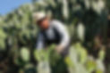 Harvesting-Prickly-Pear-Pads.jpg