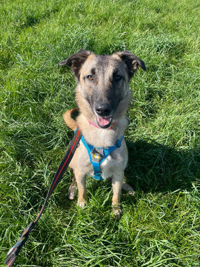 Vera - 1 year old female