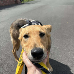 Mabel- 1 year old female