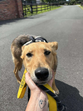 Mabel- 1 year old female