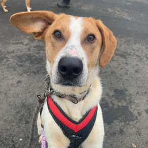 Jordan - 1 year old male