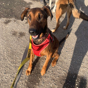 Carrie- 4 year old female
