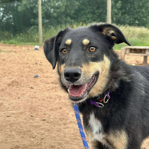Luna- 1 year old female