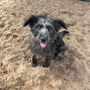 Lucy- 1 year old female