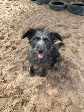 Lucy- 1 year old female
