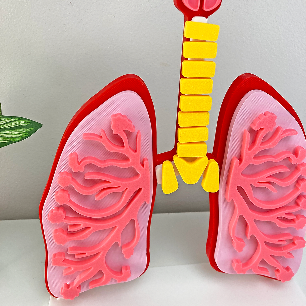 Thumbnail: Lungs Anatomy Puzzle Model – Hands-On Learning Meets Display -STEM for Kids