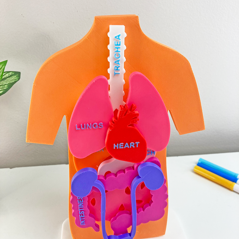 Thumbnail: Human Organs Anatomy Puzzle Model – Hands-On Learning and Display - STEM
