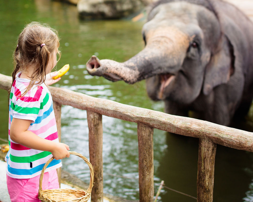Feeding a Baby Elephant_edited.jpg