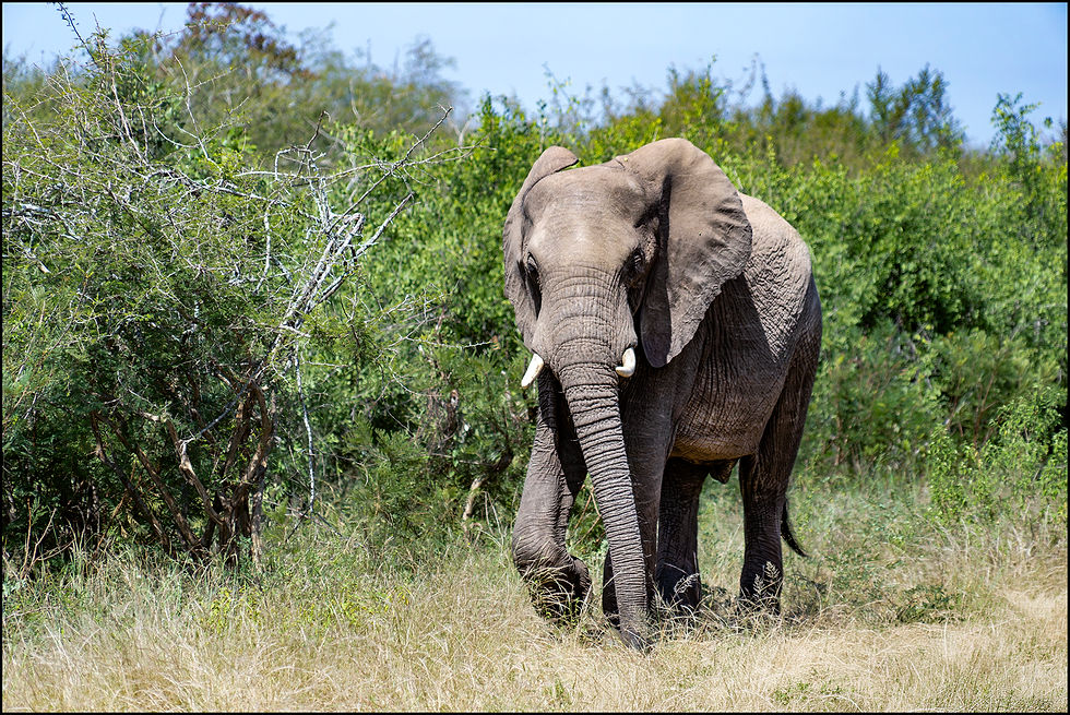 Eléphant d'Afrique