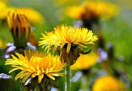 What is Dandelion Salve?