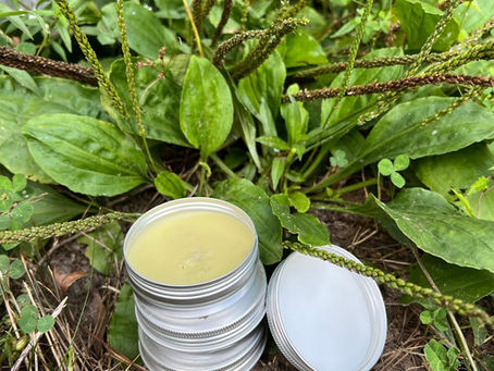 Come get your Plantain Salve!