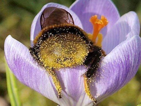 Some interesting facts about bees.