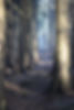 trees.jpg