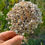 Thumbnail: Foundations of Seed Saving with Jen Williams