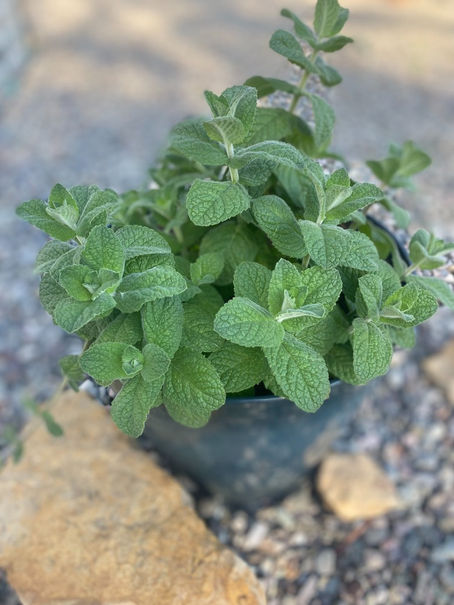 Wonderful Mint!