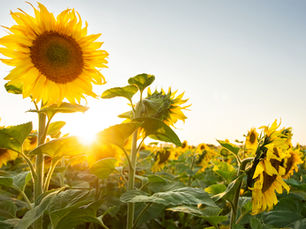 2026 Seasonal Qi: Third Qi Period (May 21–July 21) — Themes + Practical Guidance