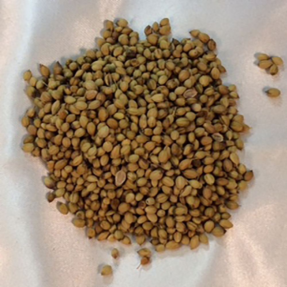 Coriander