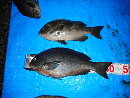 板倉 貴士 様(兵庫県神戸市)　グレ　38.0～44.5㎝　コロダイ　54.0㎝