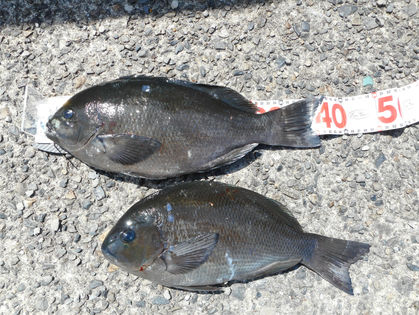 松本　邦雄 様(堺市)　グレ38.0～42.0㎝