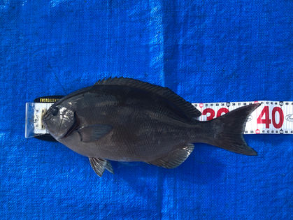 下元 正路 様(大阪府茨木市) 尾長グレ 41.0㎝