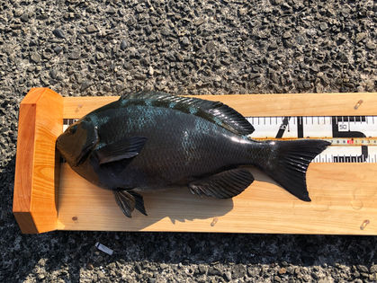 坪田 博行 様 グレ 47.0㎝