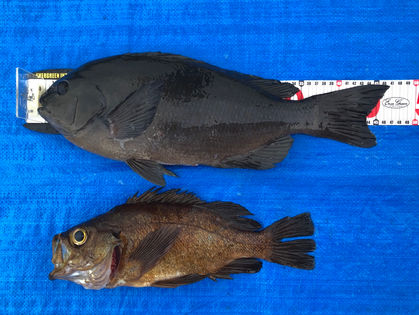 鈴木　茂 様(奈良県生駒郡) グレ 47.0㎝  沖メバル 37.0㎝