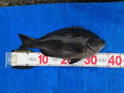 O氏 グレ 25.0~39.0㎝ 7枚、チヌ 40.0㎝