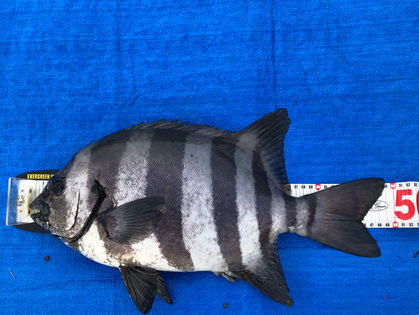 沼田 豊 様(大阪府堺市)　イシダイ　49.0㎝