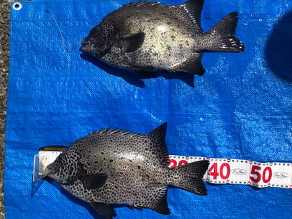 小笠原 功 様　イシガキダイ 35.0～40.5㎝