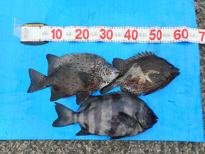 橋本 義文 様(奈良県大和高田市)　イシダイ　40.0㎝　イシガキダイ　32.0～36.0㎝