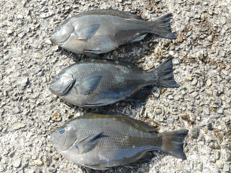 西村氏　名古屋市　グレ37.0～40.0㎝　3枚