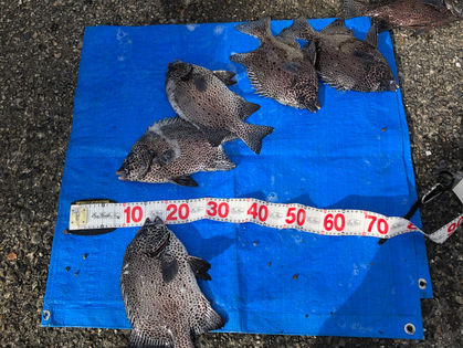 沼田 豊 様 イシガキダイ 37.0～39.0㎝ 6枚