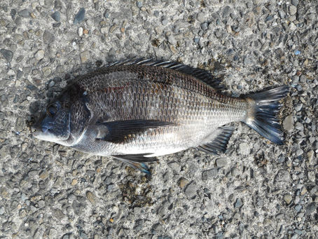 松田　夫仁也 様(滋賀県大津市)　チヌ39.0㎝　グレ30.0㎝