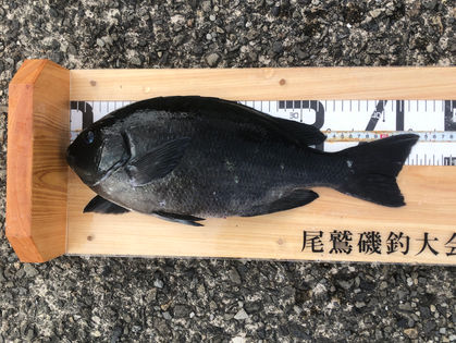 森 晃平 様 グレ 44.0㎝