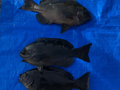 橋崎 正吾 様(亀山市) グレ 33.0~35.5㎝ 3枚