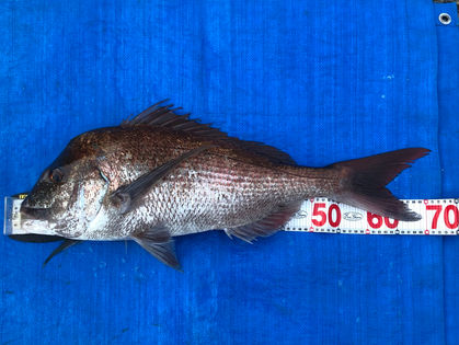 青山 俊彦 様(奈良県葛城市) マダイ 72.0㎝