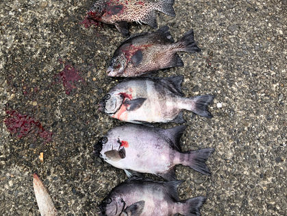 錦見 稔 様 イシダイ 36.0～44.0㎝ 3枚、イシガキダイ 37.0～38.0㎝ 2枚