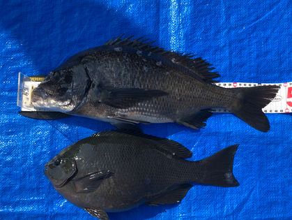 清野 明広 様(奈良県磯城郡) グレ 39.5㎝　　チヌ 49.0cm