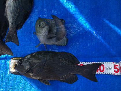 森野 直人 様(大阪市) グレ 38.0～44.0㎝ 2枚