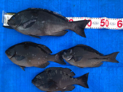 下元 正路 様(大阪府茨木市) グレ 30.0～45.0㎝ 2枚、尾長グレ 31.0～34.0㎝ 2枚