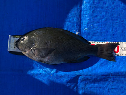 熊谷 文彦 様(岐阜県多治見市) グレ 45.7㎝