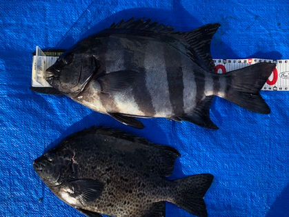 中川 和幸 様(三重県四日市市) イシダイ 45.0㎝、イシガキダイ 32.0㎝