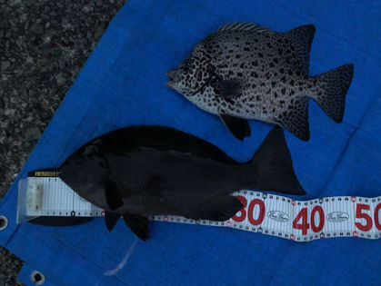 吉野 文雄 様(三重県熊野市) グレ 40.0㎝