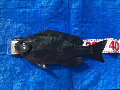 猪口 優樹 様(大阪府泉北郡) グレ 39.5㎝、他チヌ