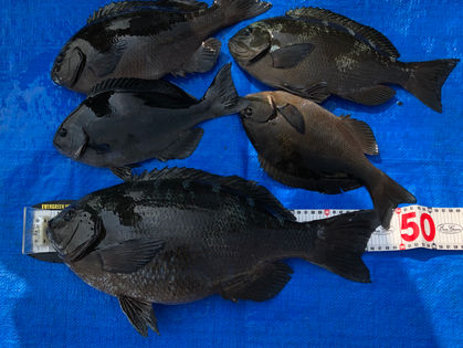 古瀬 薫 様(大阪市) グレ 48.5㎝、他尾長混じり35.0㎝まで数枚