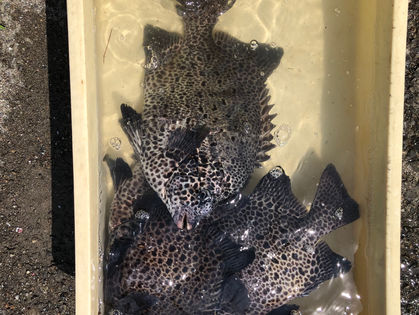 竹崎 健助 様(大阪府羽曳野市) イシガキダイ ～37.0㎝ 4枚