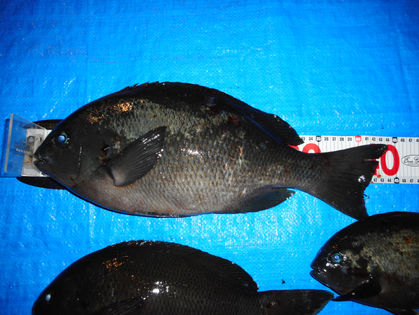 廣岡 眞 様(三重県伊賀市)　グレ　30.0～44.0㎝　3枚　オオモンハタ　35.0㎝