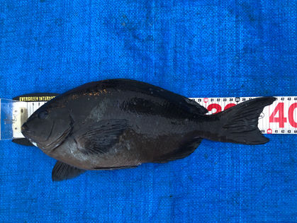 匿名希望 グレ 41.0㎝