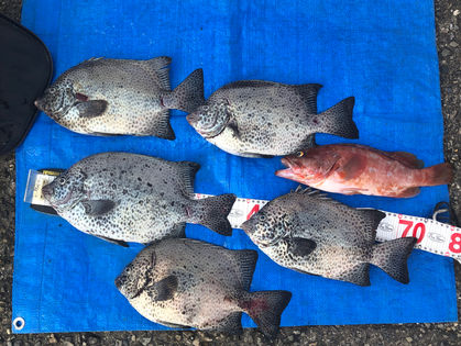 狩森 寛幸 様 イシガキダイ 33.0～38.0㎝ 5枚、アカハタ